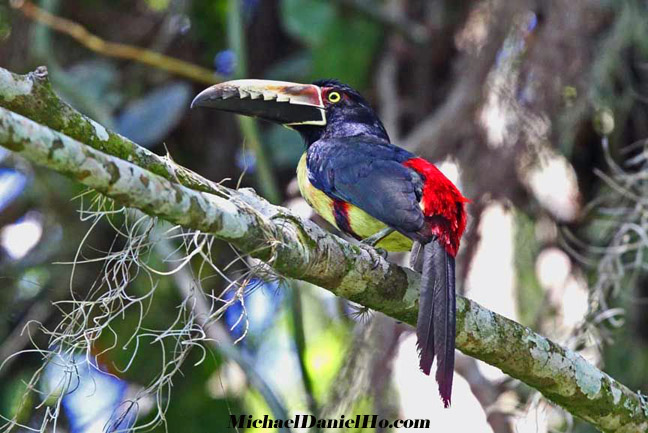 photo of toucan