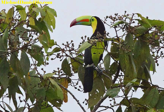 photo of toucan