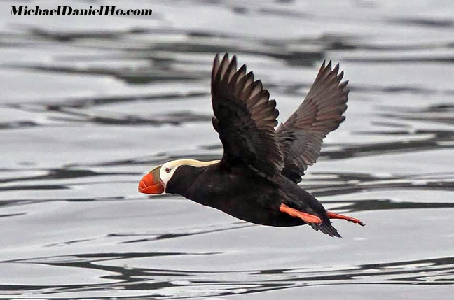 puffin pics