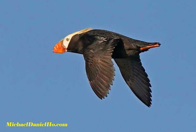 puffin photos