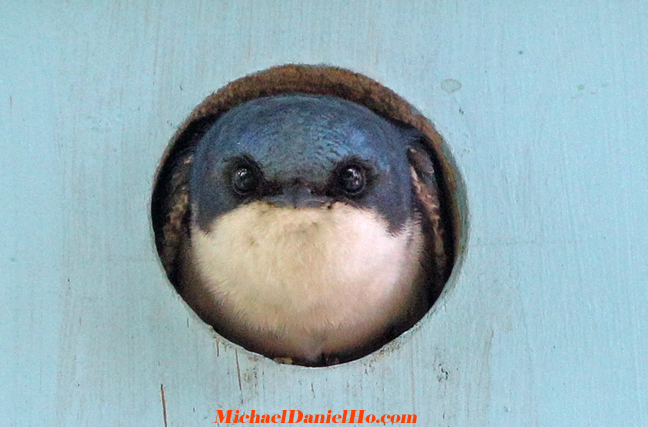 photo of tree swallow