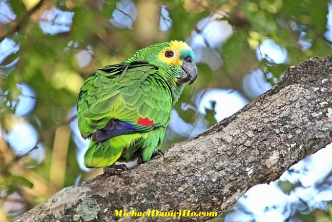 photo of Turquoise fronted Parrot