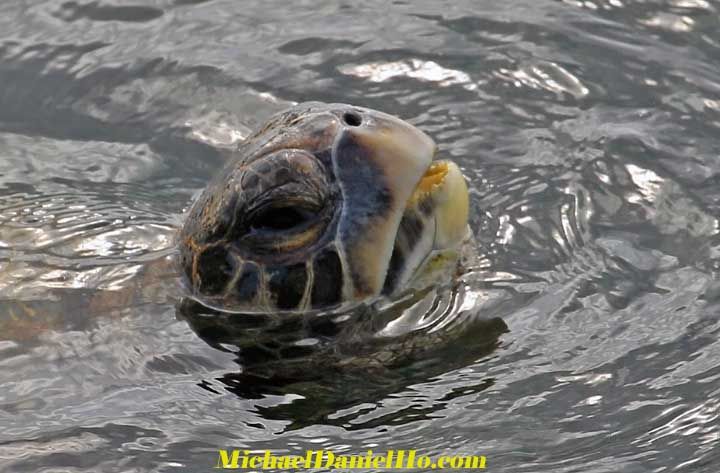 sea turtle photos