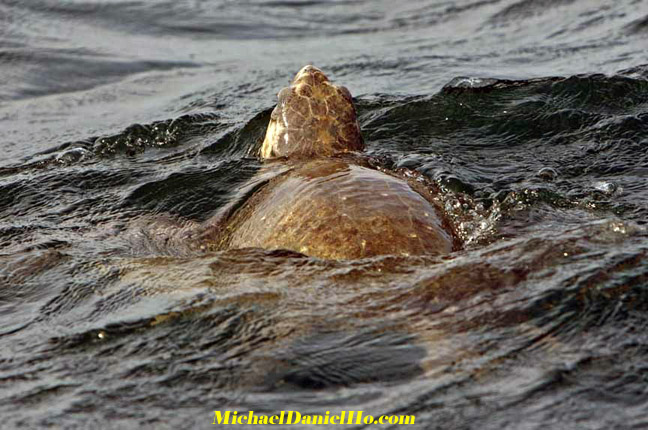 sea turtle photos