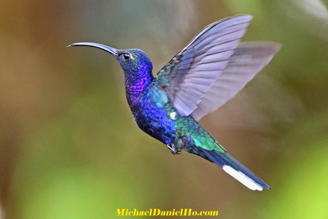 violet saberwing hummingbird in costa rica photo