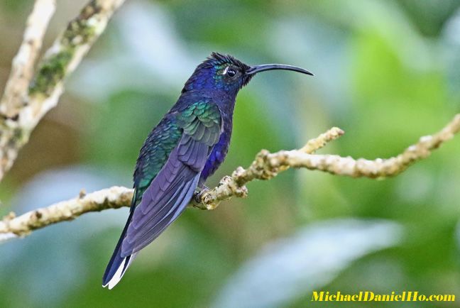 violet saberwing hummingbird in costa rica photo