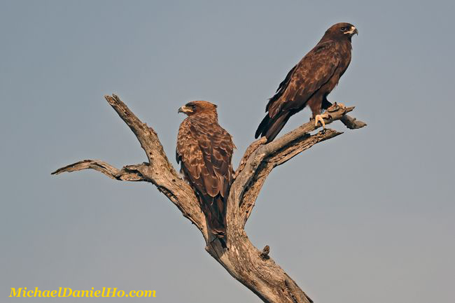 photo of Wahlberg Eagles in South Africa
