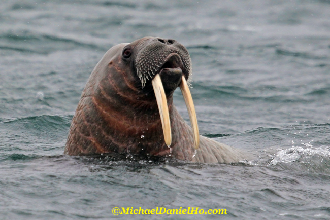 walrus in water, svalbard, high arctic