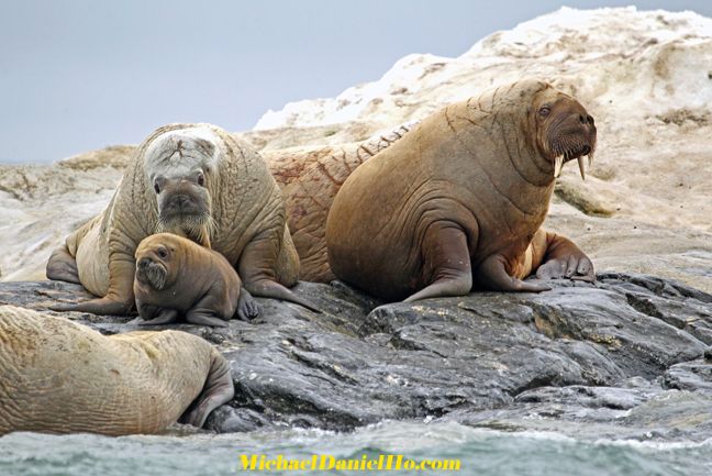 photo of a family of walruses