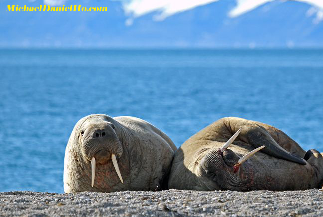 photo of walrus