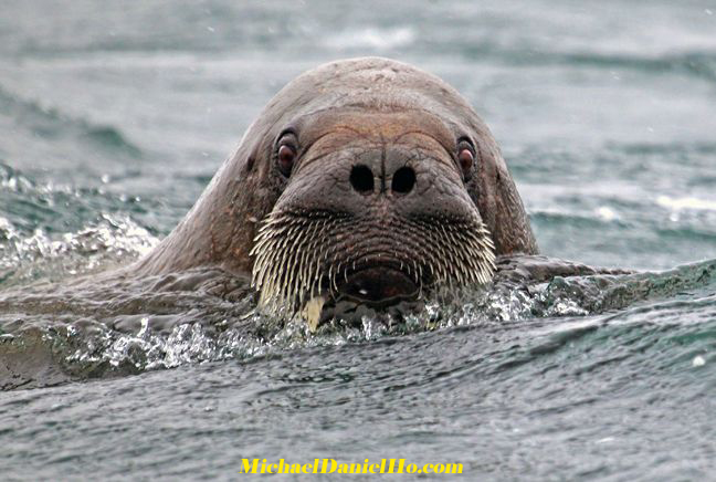 photo of Atlantic walrus
