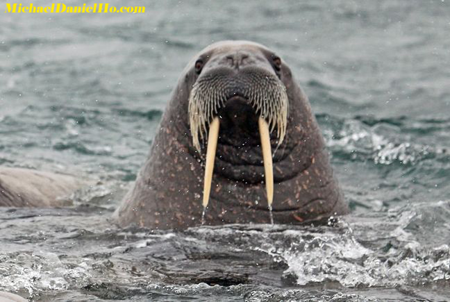 photo of walrus