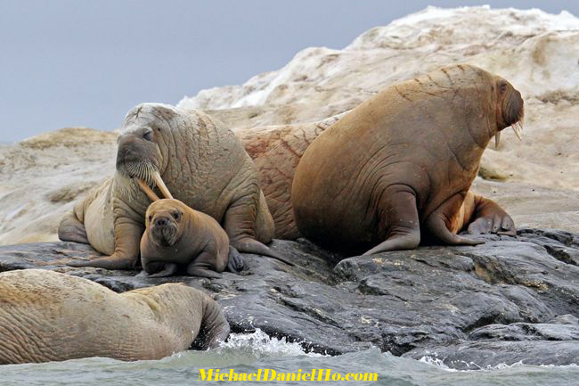 photo of walrus family with pup in svalbard