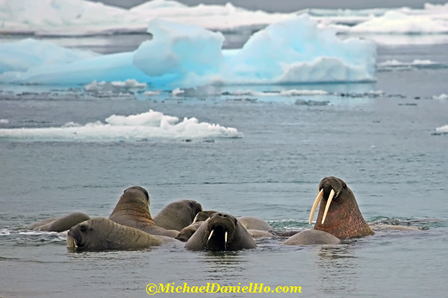 walruses in water in svalbard, the high arctic