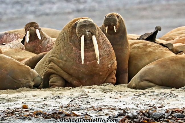 big male walrus on beach in greenland