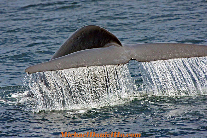 blue whale photo