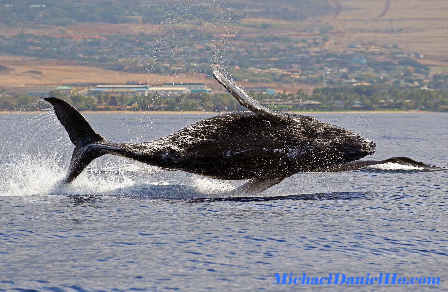 Humpback whale breaching in Alaska