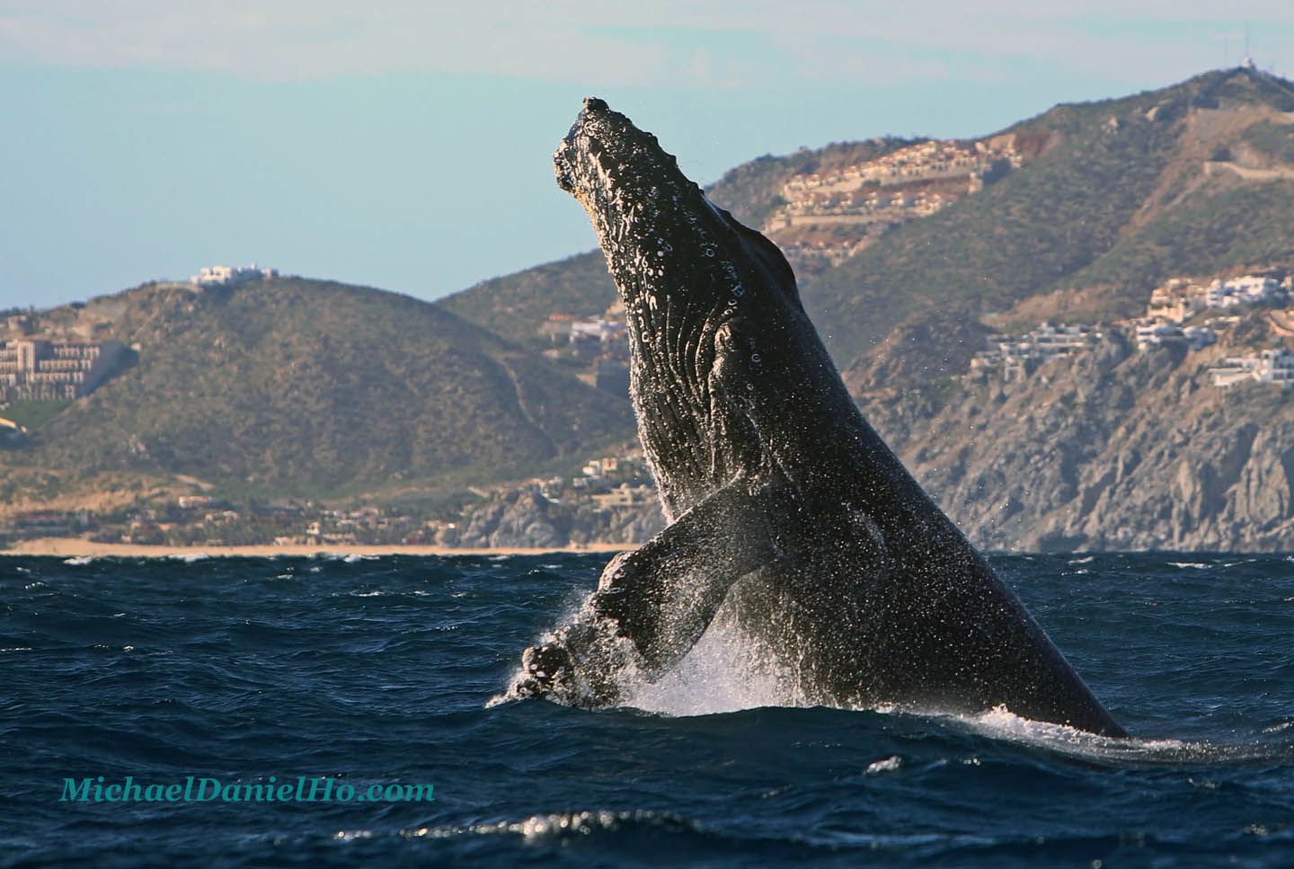 humpback whale breaching