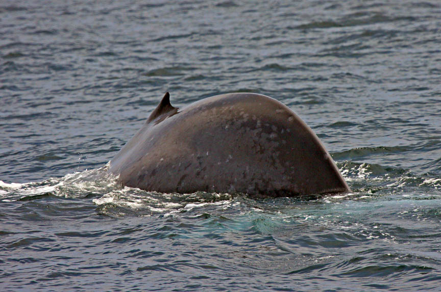 blue whale photography