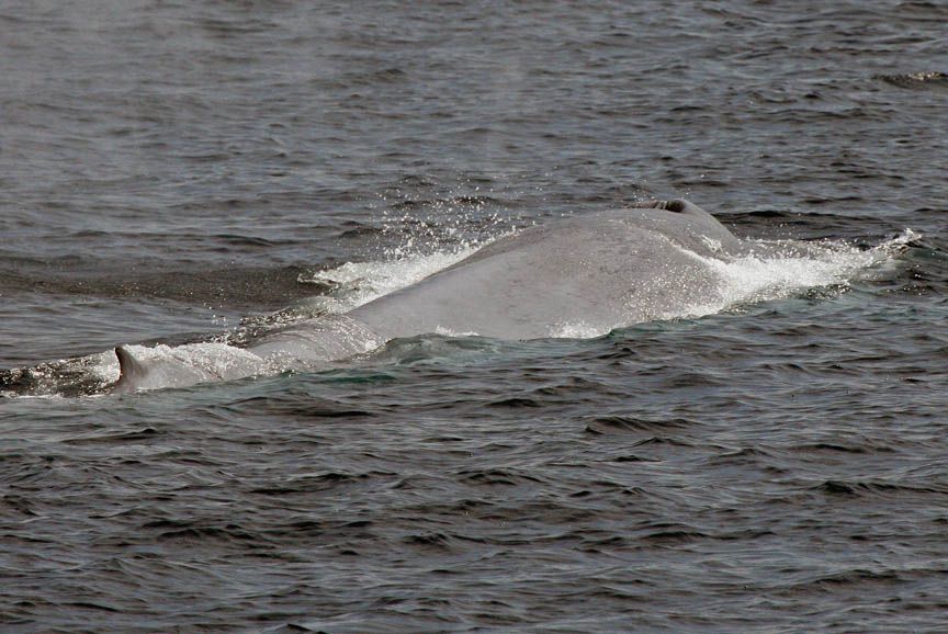 blue whale images