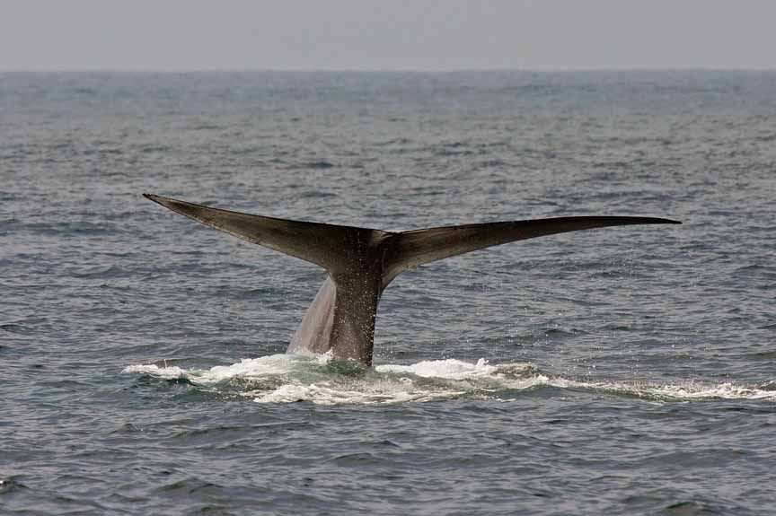 blue whale images