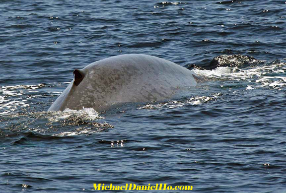 blue whale tail