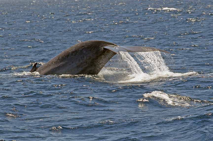 blue whale photos