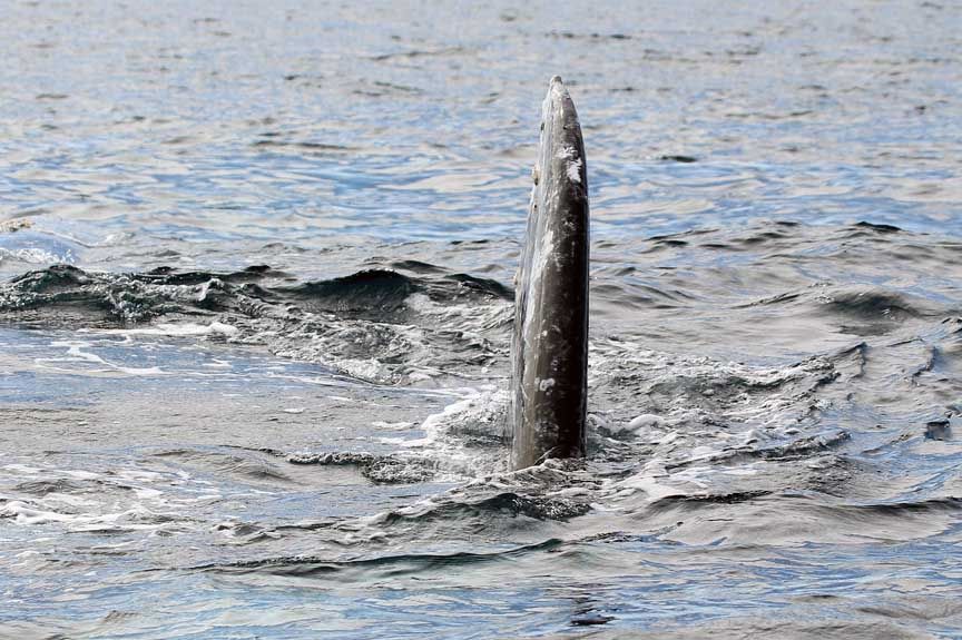 gray whale photography