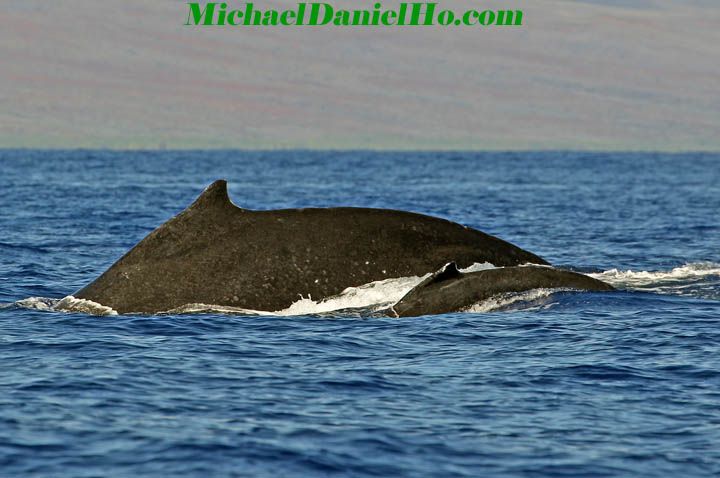 humpback whale breaching