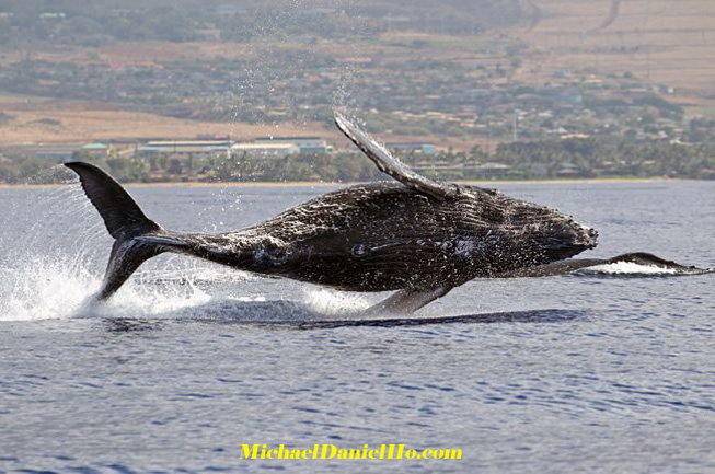 humpback whale photos