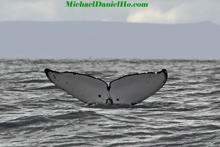 humpback whale surfacing