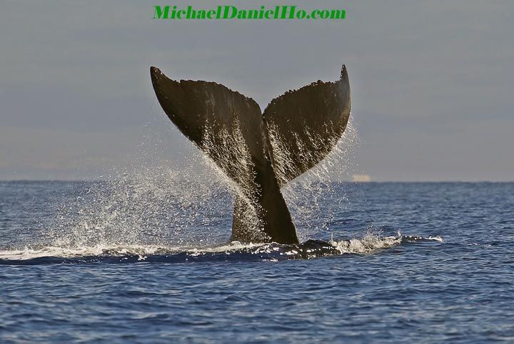 humpback whale breaching