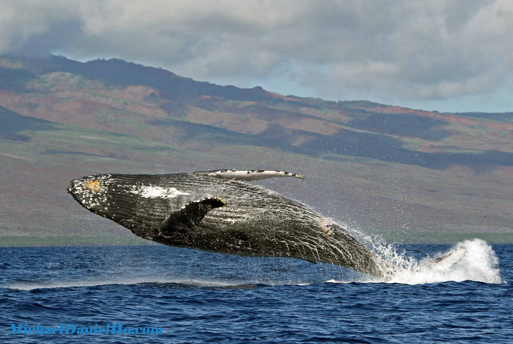 humpback whale breaching in Maui