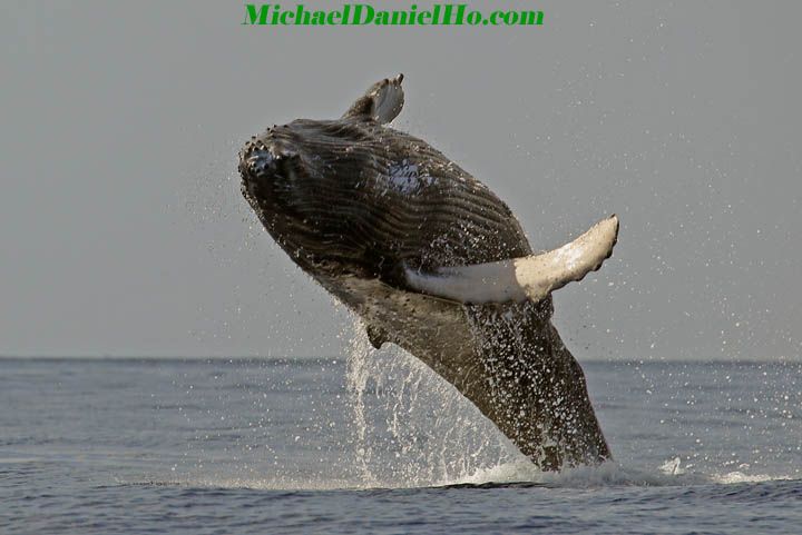 Humpback whale