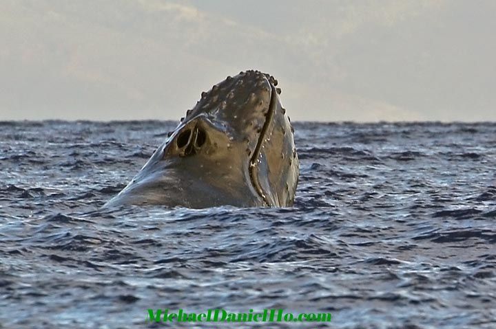 humpback whale photos