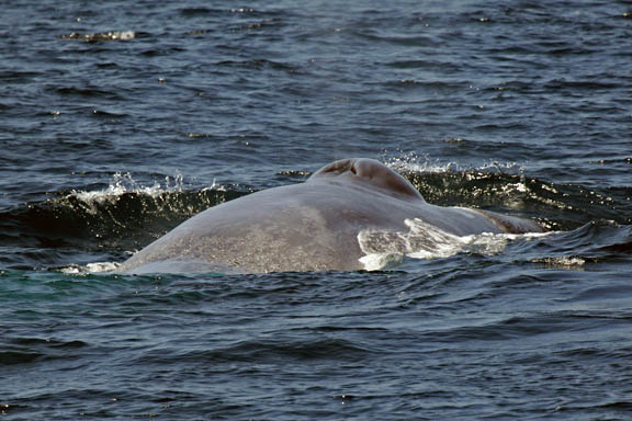 blue whale photography