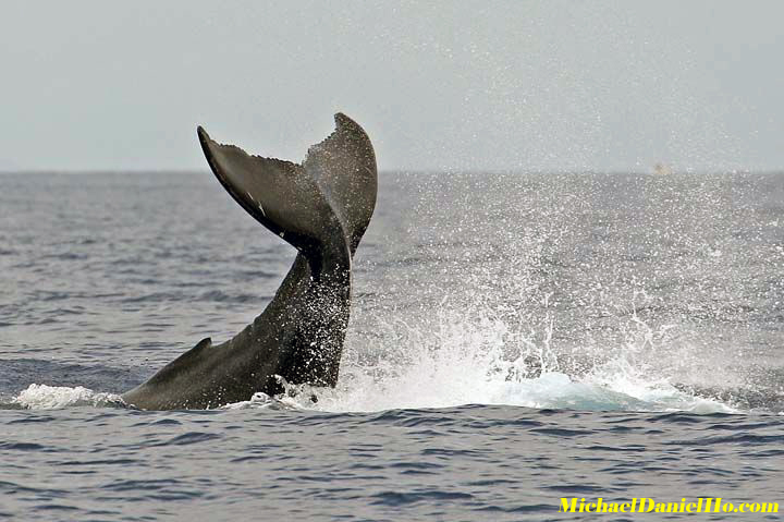 humpback whale breaching