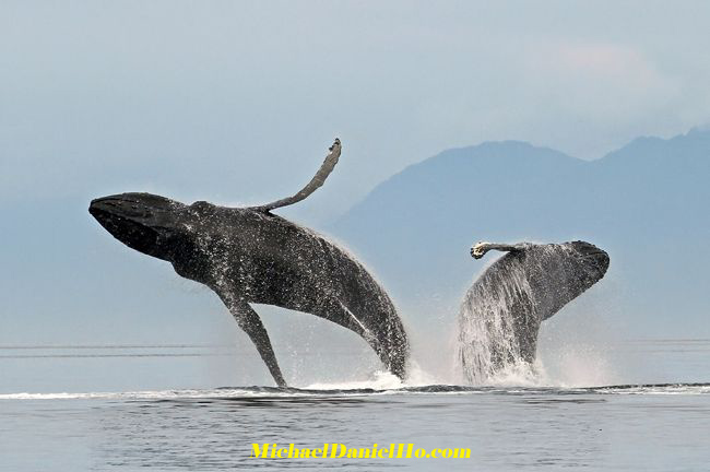 humpback whale breaching