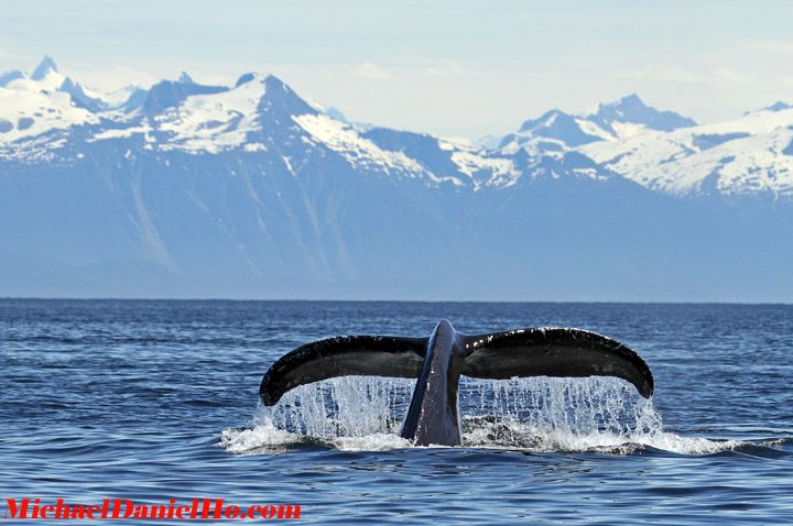 humpback whale photos