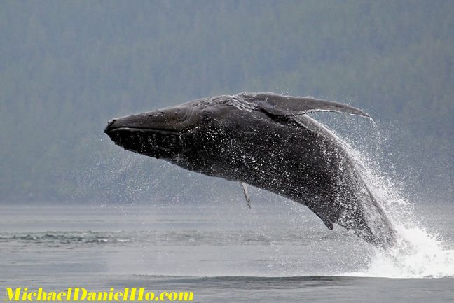 humpback whale breaching