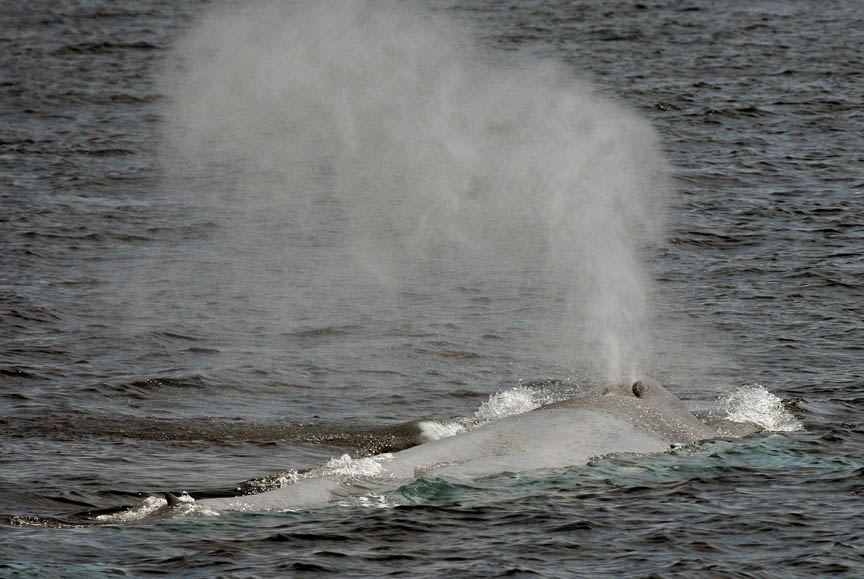 blue whale photos