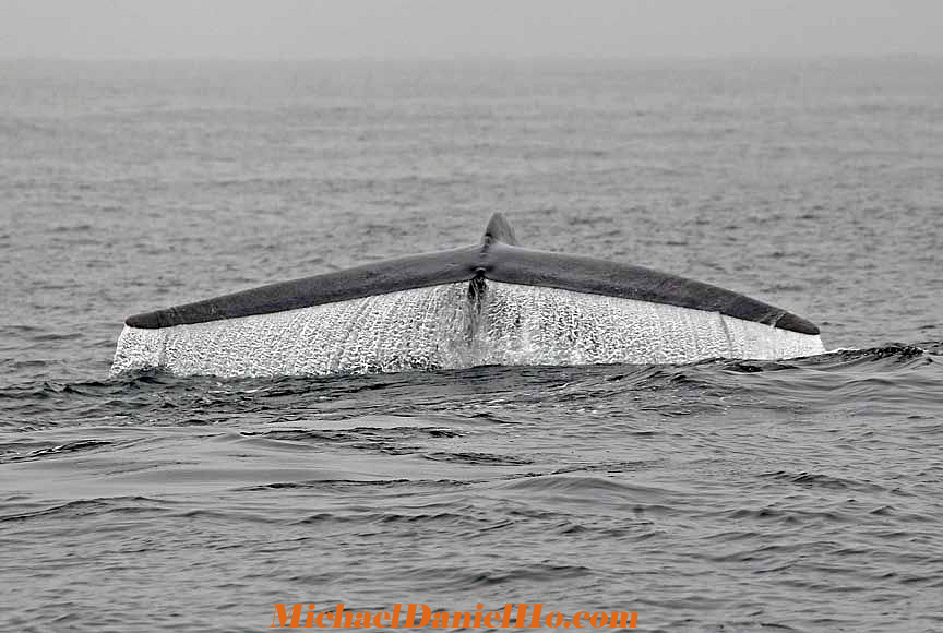 blue whale diving