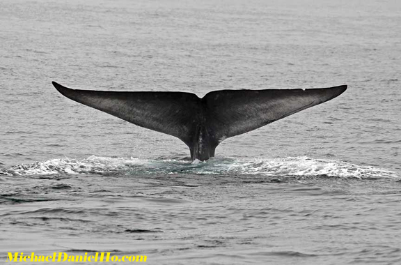 blue whale photos