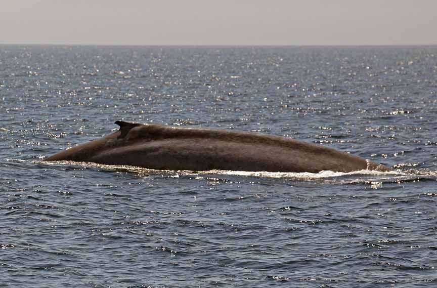 blue whale photos