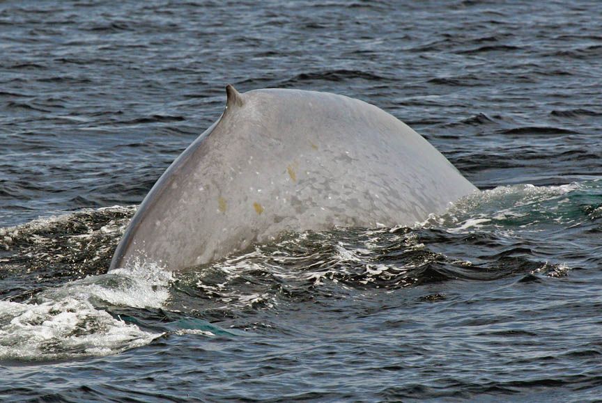 blue whale photos