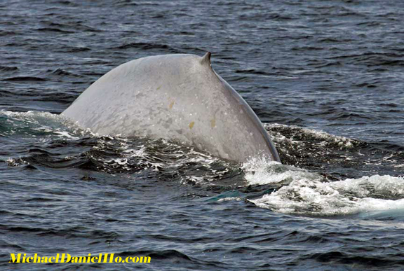 blue whale photos