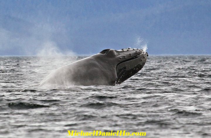 humpback whale photos