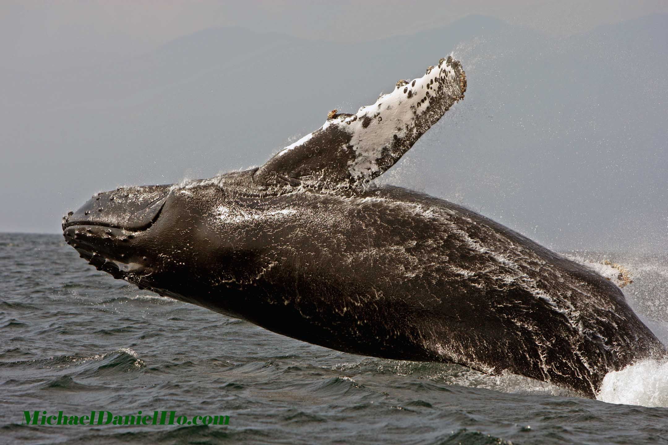 humpback whale breaching in Banderas Bay, Mexico