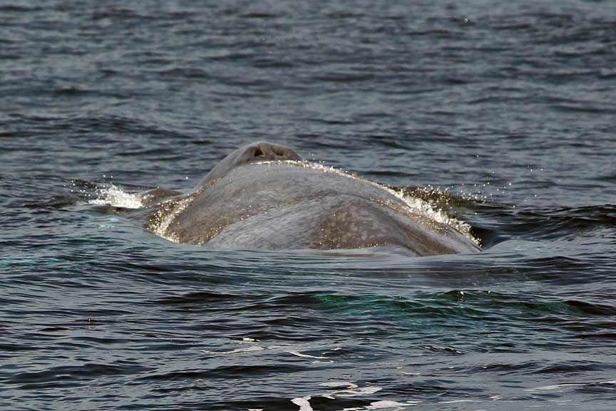 blue whale pics