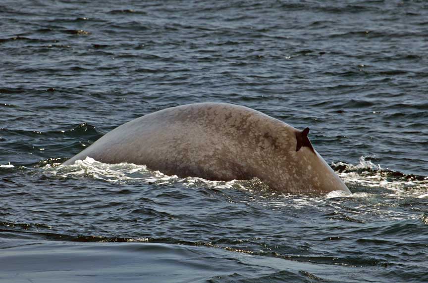 blue whale photos